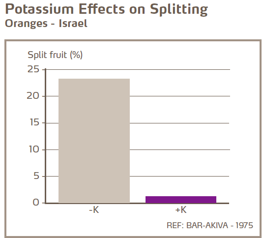 Effets du potassium sur éclatement des écorces - Oranges