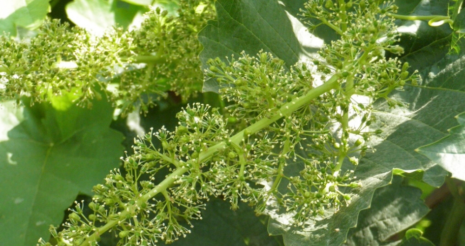 Vigne au stade floraison