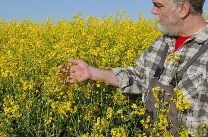colza et agriculteur