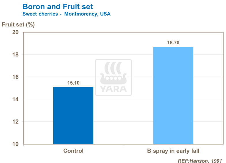 Impact du bore sur cerises 