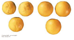 Oranges avec écorces plus ou moins ondulées