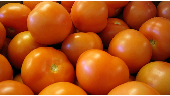 Des tomates fraîches