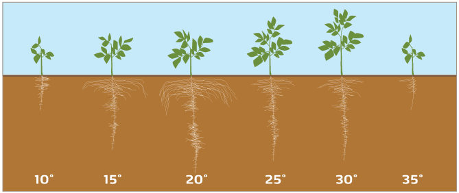 schéma développement racinaire en fonction température