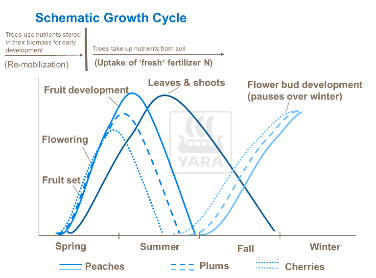 Schéma du cycle de croissance