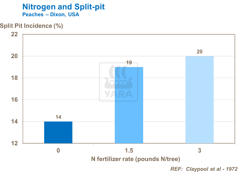 Azote et noyau fendu - Pêches