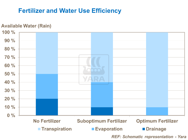 Fertilisant et efficacité de l'utilisation de l'eau