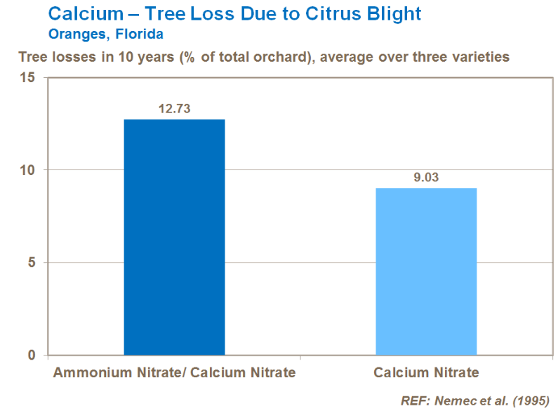 Calcium - Perte d'arbres due à la brûlure des agrumes - Oranges