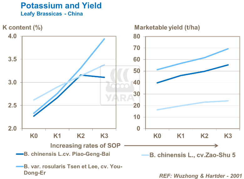 Potassium et rendement - Chou à feuilles