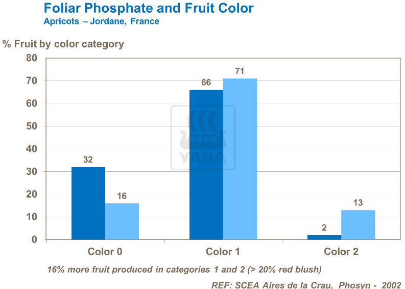Phosphate foliaire et couleur des fruits - Abricots