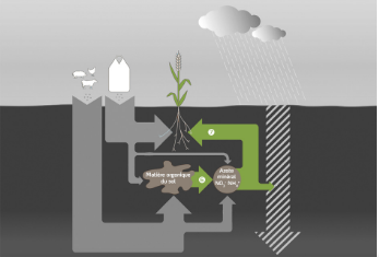Minéralisation de l'humus
