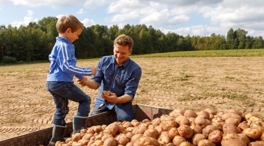 agriculteur et fils pommes de terre