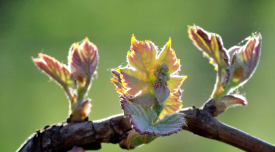 vigne bourgeons