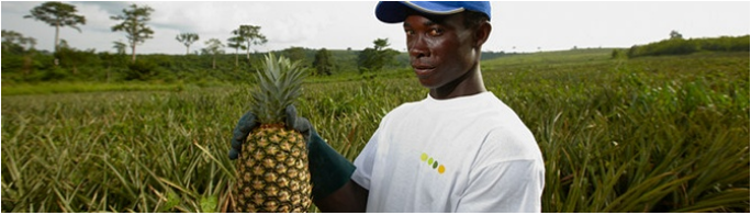 Un producteur d'ananas - Yara