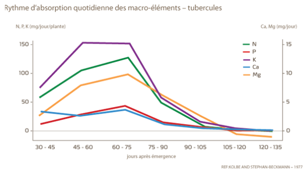 Rythme d'absorption quotidienne des macro-éléments - tubercule