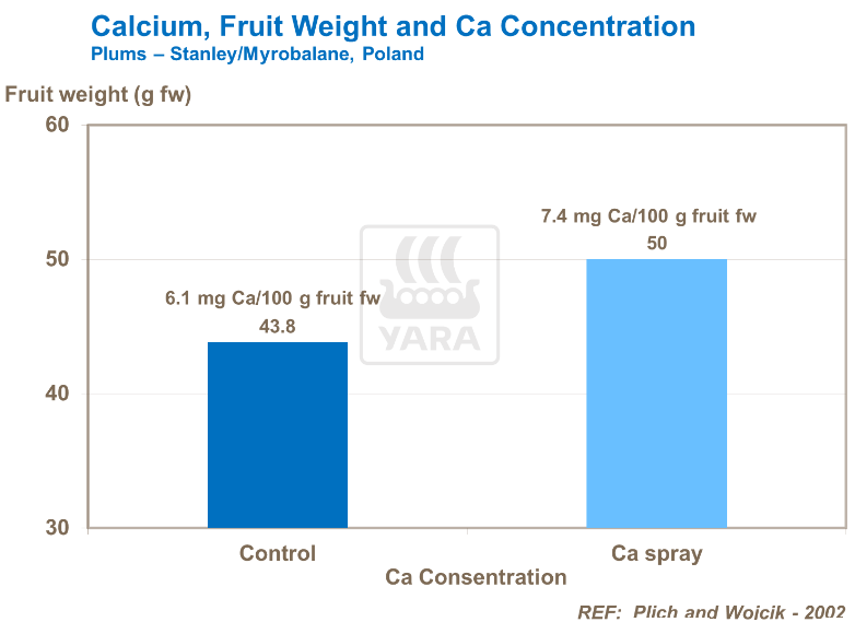 Calcium, poids des fruits et concentration de calcium - Prunes