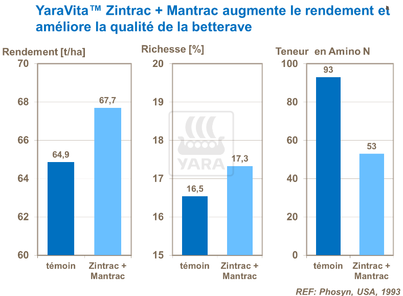 YaraVita Zintrac + Mantrac augmente rendement et qualité de la betterave