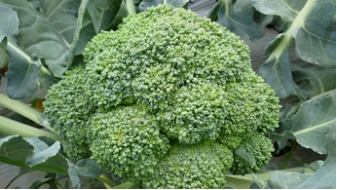 Brocoli